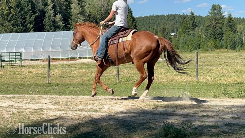 "Dixie " Red Roan Mare Quarter Horse in Montana