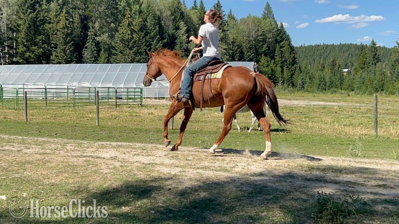 "Dixie " Red Roan Mare Quarter Horse