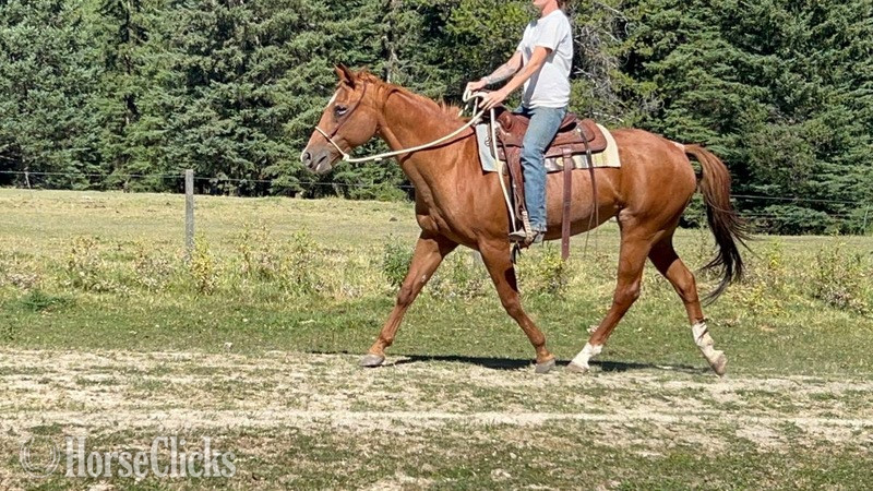 Montana "Dixie " Red Roan Mare Quarter Horse