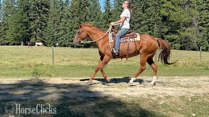 "Dixie " Red Roan Mare Quarter Horse - Quarter Horse in Montana