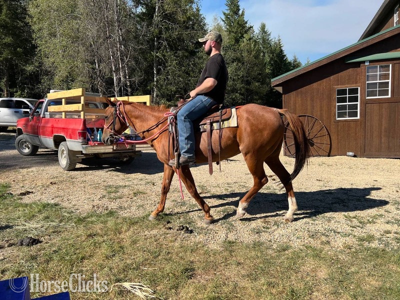 "Dixie " Red Roan Mare Quarter Horse - Quarter Horse