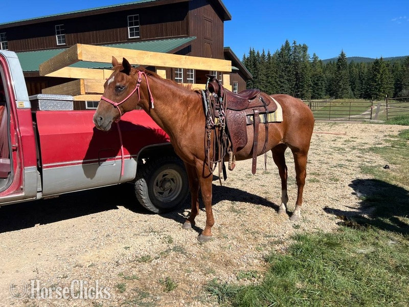 "Dixie " Red Roan Mare Quarter Horse Montana