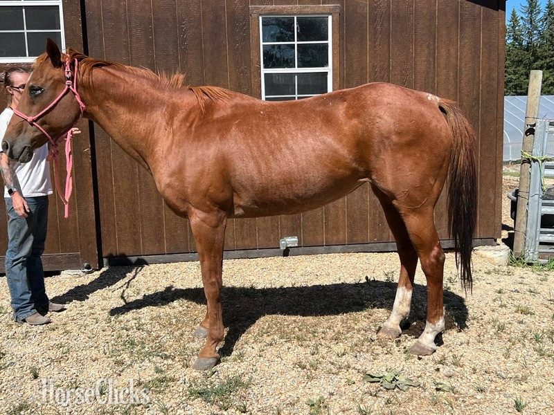Quarter Horse - "Dixie " Red Roan Mare Quarter Horse in Montana