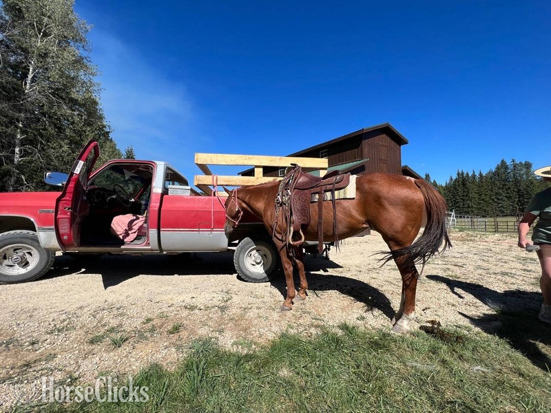 Quarter Horse - "Dixie " Red Roan Mare Quarter Horse