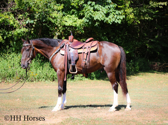 "GARTH BROOKS" Brown Gelding Welsh Pony