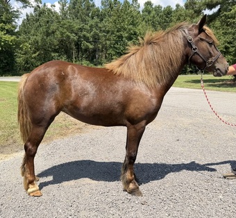 "Ella" Chocolate Mare Haflinger