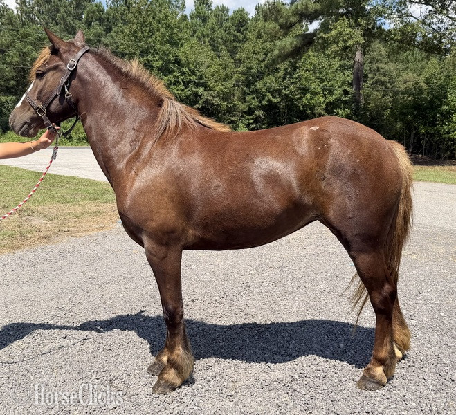 "Ella" Chocolate Mare Haflinger