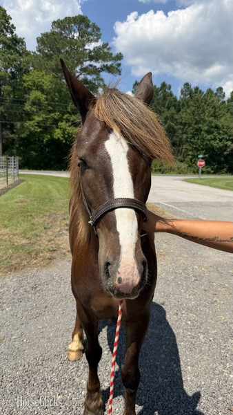 North Carolina "Ella" Chocolate Mare Haflinger