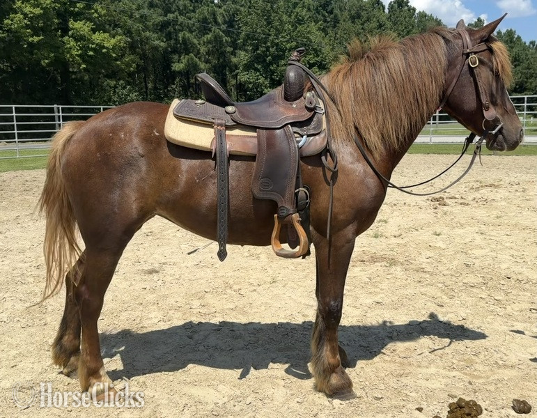 "Ella" Chocolate Mare Haflinger - Haflinger