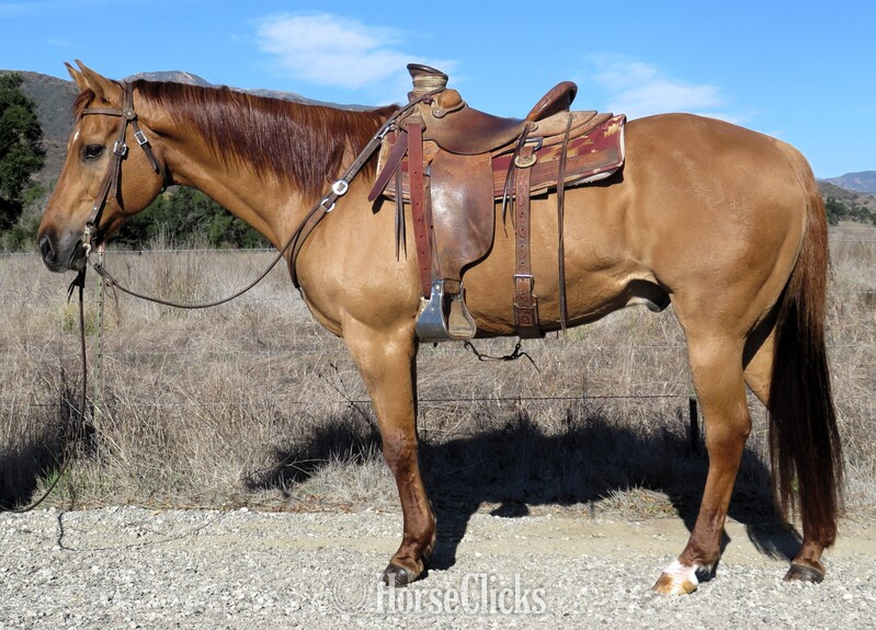 "DALLAS" Red Dun Gelding Quarter Horse in California
