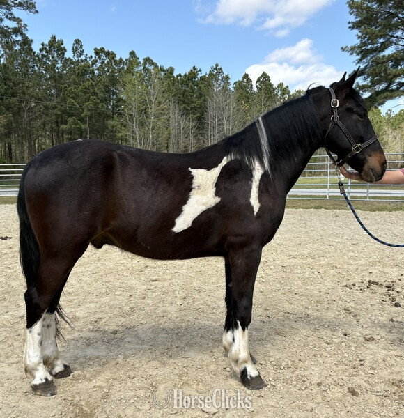 "Domino" Pinto Gelding Paint