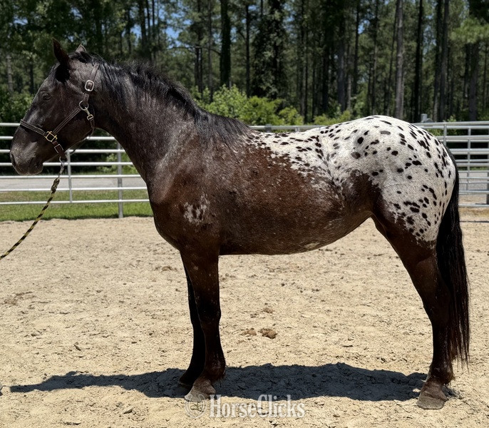 "Nala" Black Mare Appaloosa in North Carolina