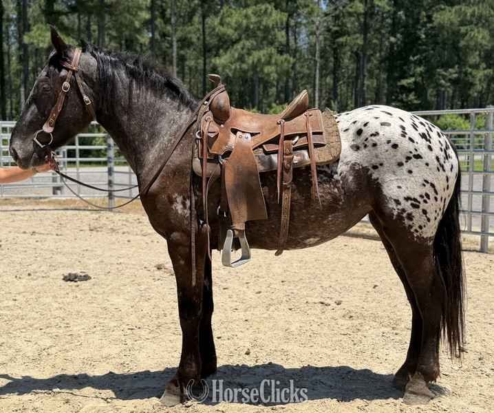 "Nala" Black Mare Appaloosa - Appaloosa in North Carolina