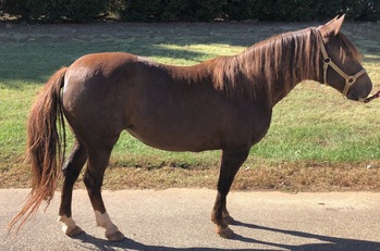 "Madona Tres de BlakeCliff" Chestnut Mare Paso Fino