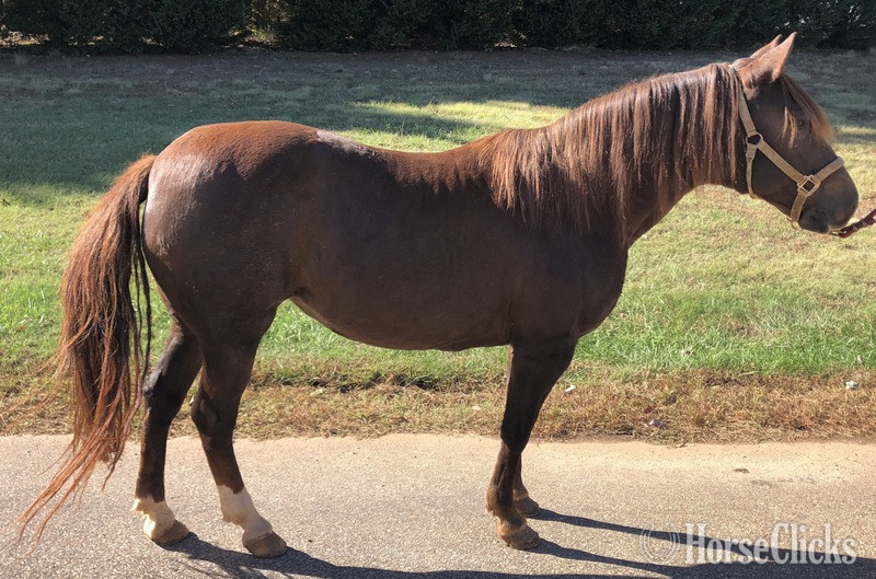 "Madona Tres de BlakeCliff" Chestnut Mare Paso Fino in North Carolina