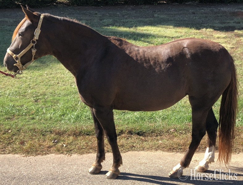 "Madona Tres de BlakeCliff" Chestnut Mare Paso Fino