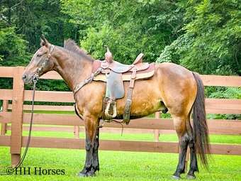 "CHOCOLATE CROWN ROYAL" Chocolate Gelding Rocky Mountain