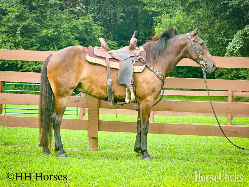 "CHOCOLATE CROWN ROYAL" Chocolate Gelding Rocky Mountain