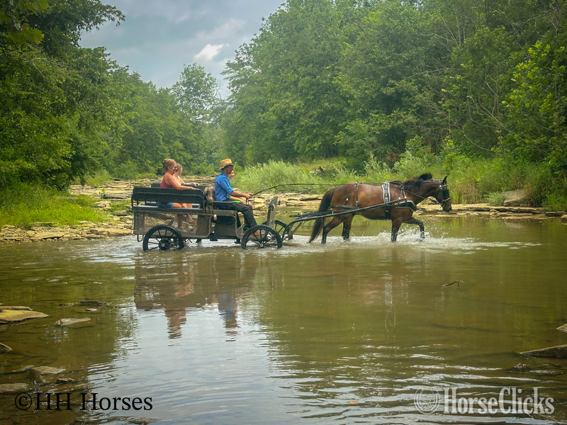 "CHOCOLATE CROWN ROYAL" Chocolate Gelding Rocky Mountain - Rocky Mountain in Kentucky