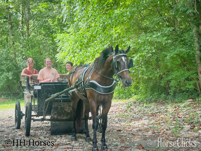 "CHOCOLATE CROWN ROYAL" Chocolate Gelding Rocky Mountain - Rocky Mountain