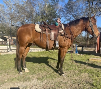 "Lakota" Bay Mare Quarter Horse