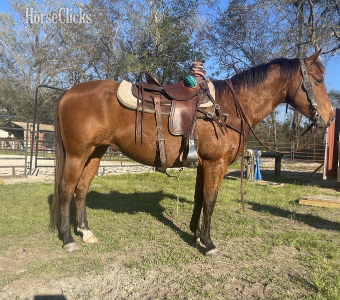 "Lakota" Bay Mare Quarter Horse in South Carolina