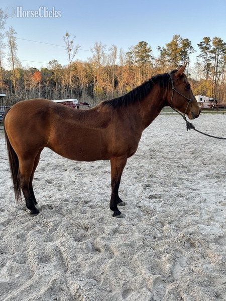 "Lakota" Bay Mare Quarter Horse