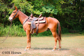 "TOM T HALL" Sorrel Gelding Mule