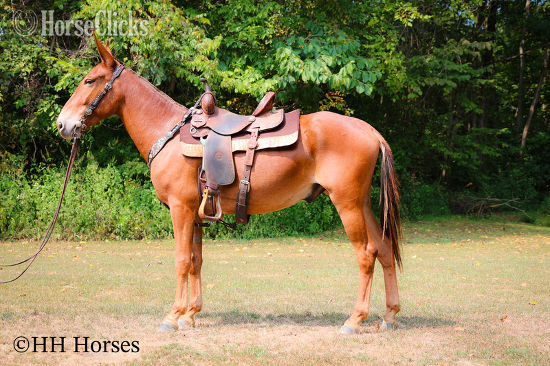 "TOM T HALL" Sorrel Gelding Mule in Kentucky