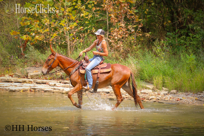Kentucky "TOM T HALL" Sorrel Gelding Mule
