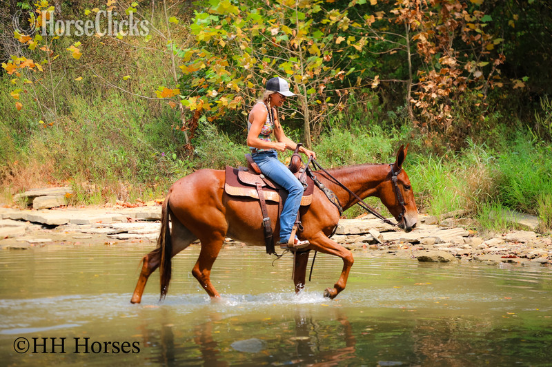 "TOM T HALL" Sorrel Gelding Mule - Mule in Kentucky