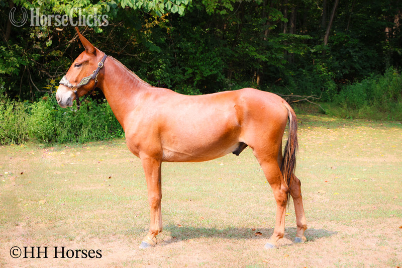 "TOM T HALL" Sorrel Gelding Mule - Mule