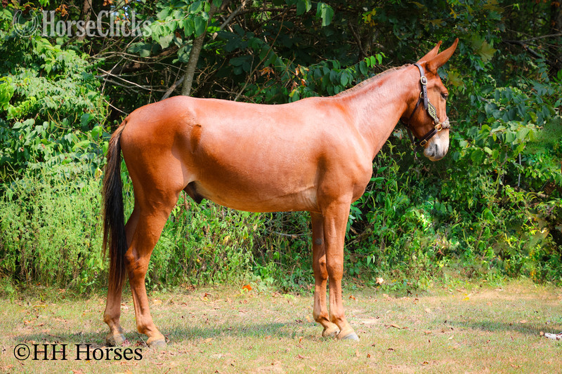 "TOM T HALL" Sorrel Gelding Mule Kentucky