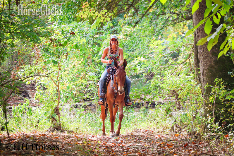 Mule - "TOM T HALL" Sorrel Gelding Mule in Kentucky