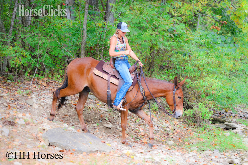 Mule - "TOM T HALL" Sorrel Gelding Mule