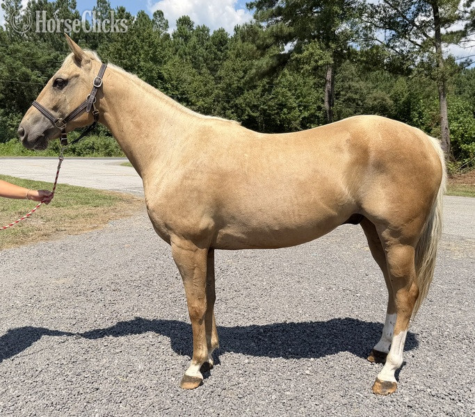 "Pali" Palomino Gelding Quarter Horse