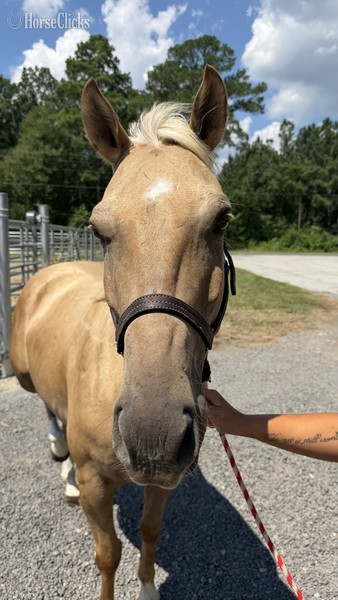 North Carolina "Pali" Palomino Gelding Quarter Horse