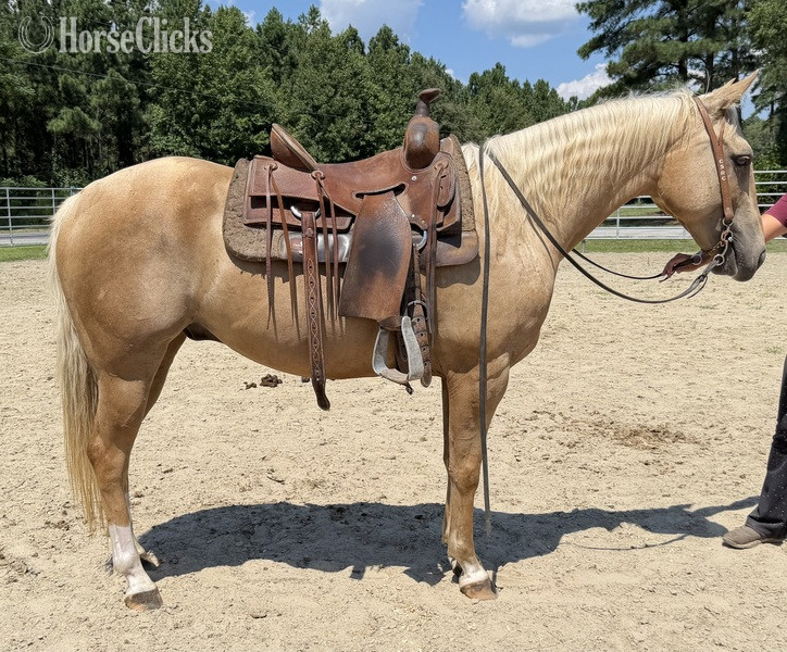 "Pali" Palomino Gelding Quarter Horse - Quarter Horse