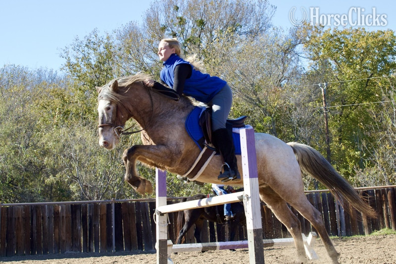 "Lars" Chocolate Gelding POA in Texas