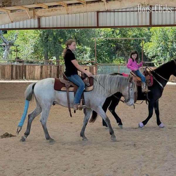 POA - "Lars" Chocolate Gelding POA in Texas