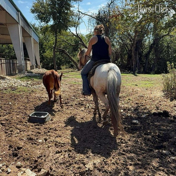 POA - "Lars" Chocolate Gelding POA