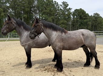 "Hollis and Huey" Blue Roan Gelding Draft
