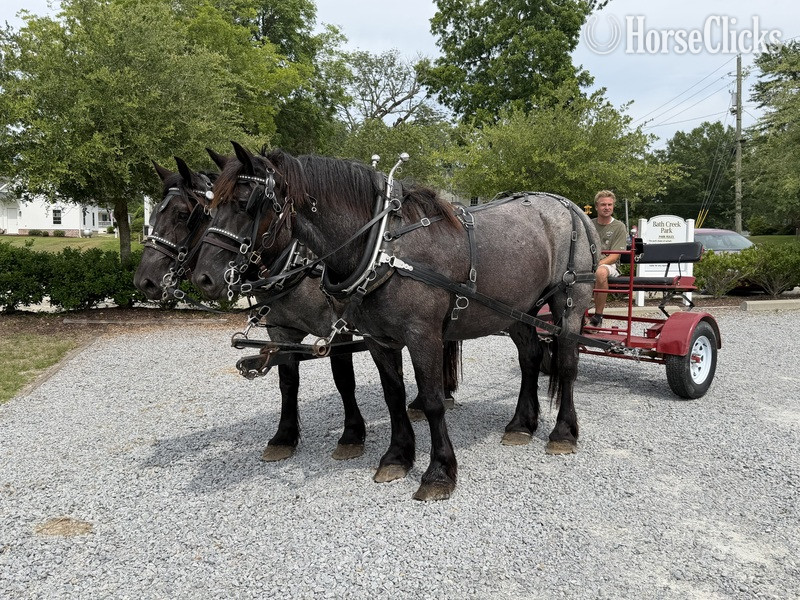 North Carolina "Hollis and Huey" Blue Roan Gelding Draft