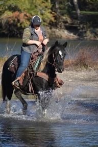 "Tonto" Black Gelding Quarter Horse