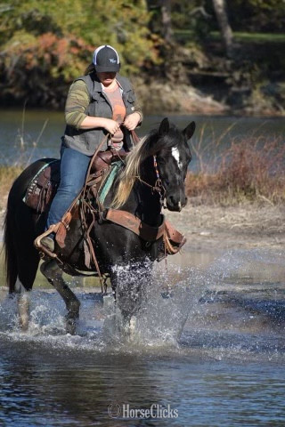 "Tonto" Black Gelding Quarter Horse in South Carolina