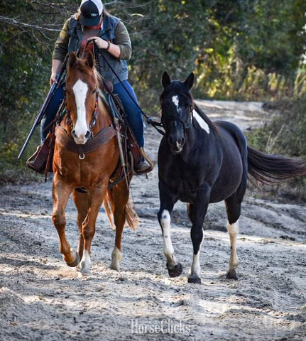 "Tonto" Black Gelding Quarter Horse