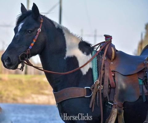 South Carolina "Tonto" Black Gelding Quarter Horse