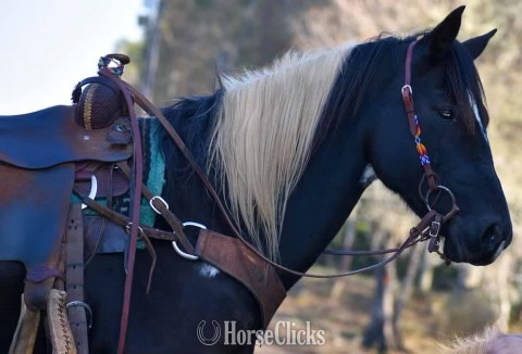 "Tonto" Black Gelding Quarter Horse - Quarter Horse in South Carolina