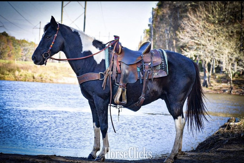 "Tonto" Black Gelding Quarter Horse - Quarter Horse