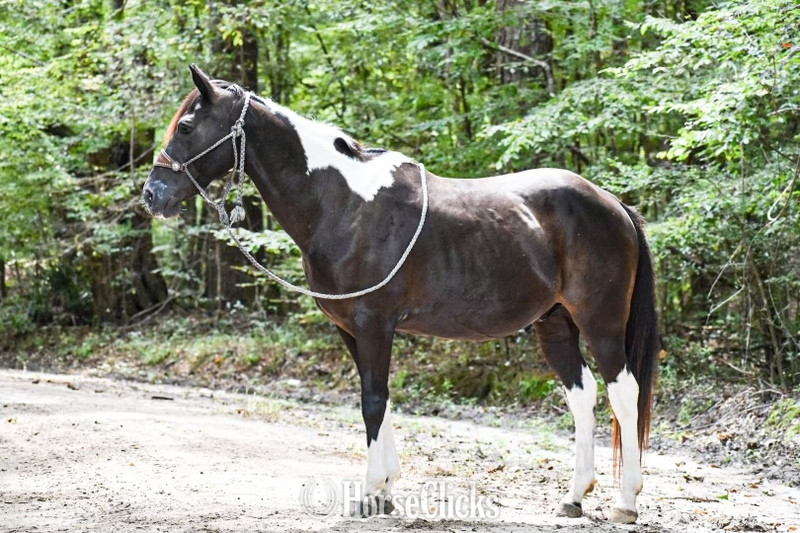 "Tonto" Black Gelding Quarter Horse South Carolina